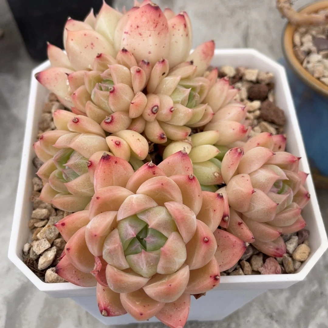 粉色暗纹大脸麦秆群生