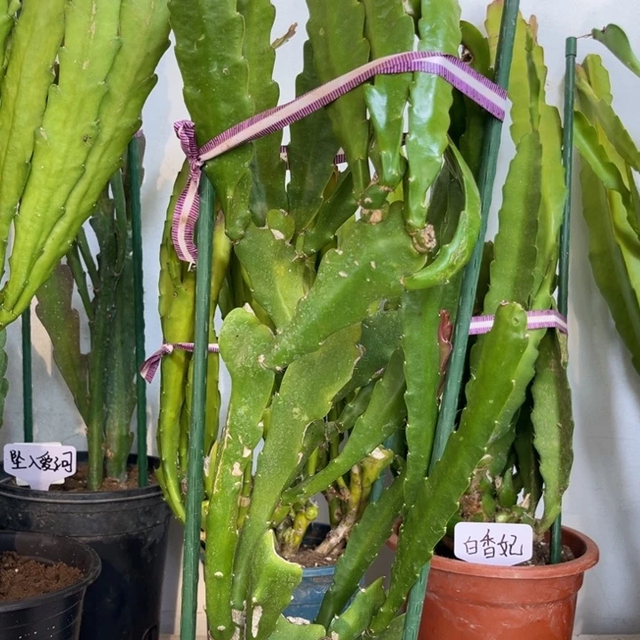 当前无花栽培后可以开花稚***心大红
