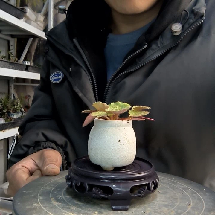 小盆景小植物一物一拍227