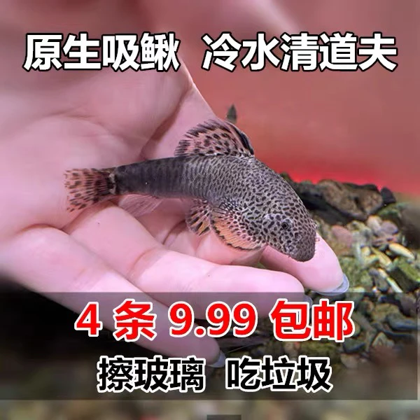 吸鳅鱼爬岩鳅冷水清道夫淡水溪流鱼除藻清缸工具鱼
