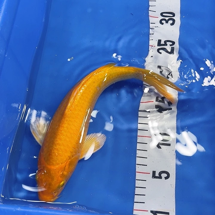 锦鲤锦鲤冷水鱼好养耐活