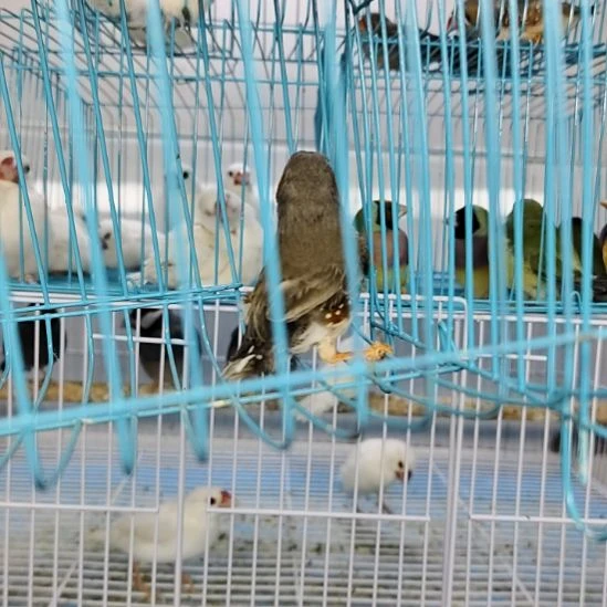 珍珠鸟特价断尾珍珠一对
