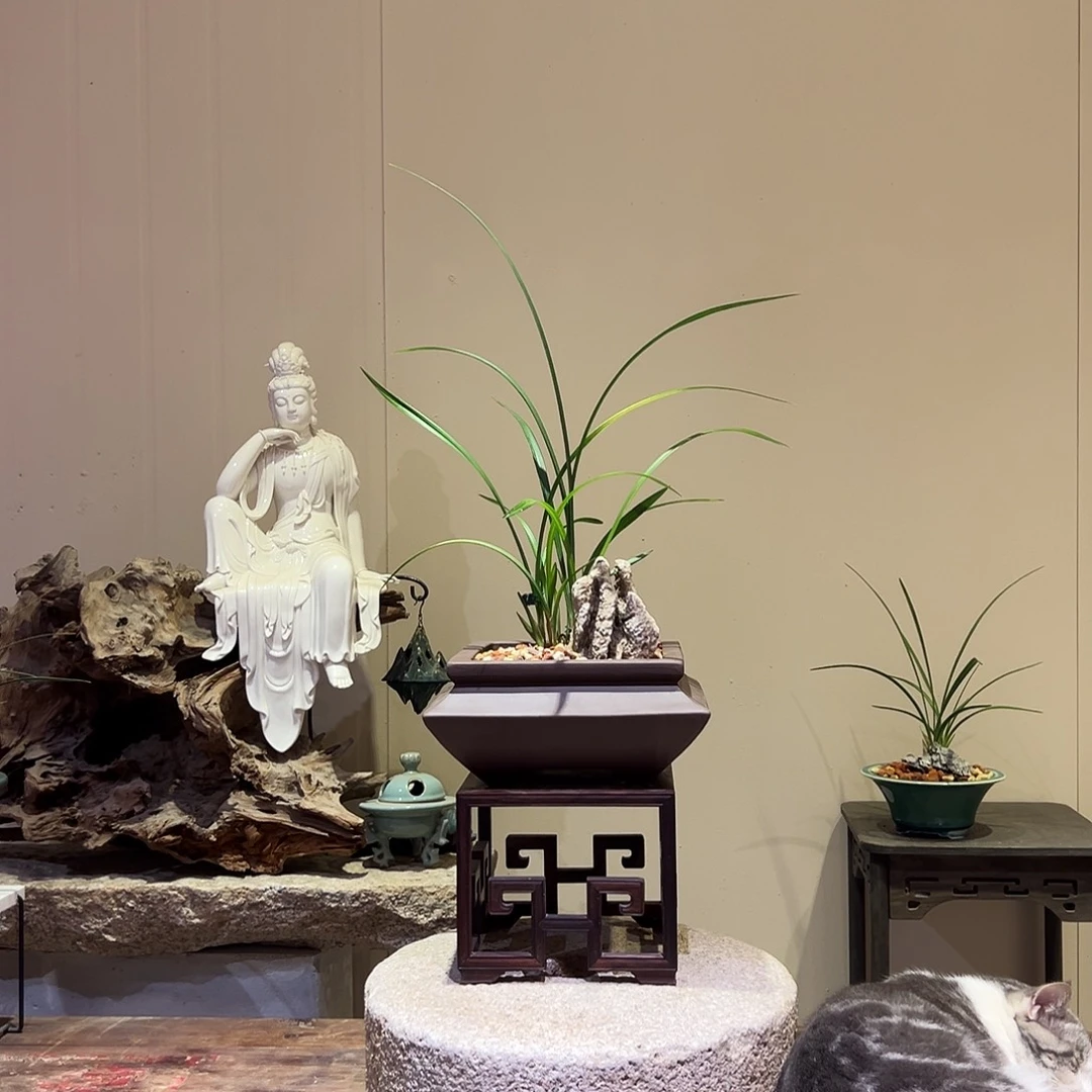 大部分花苞少量开放红霞素