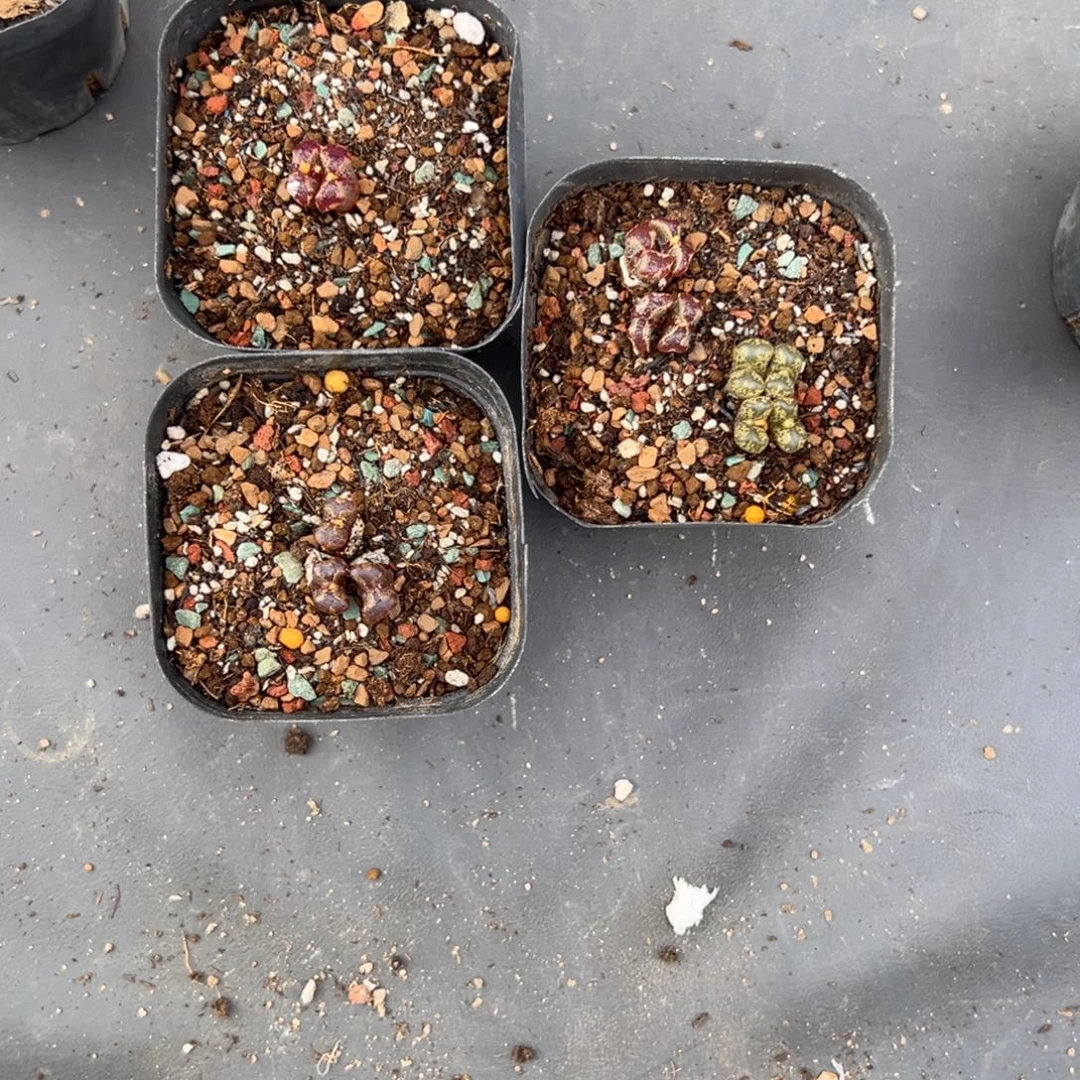 一***干9.25好看的多肉脱土发货512