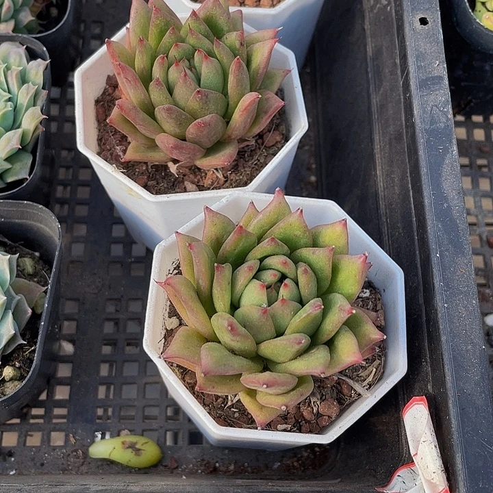 林肯2.8带盆土发货