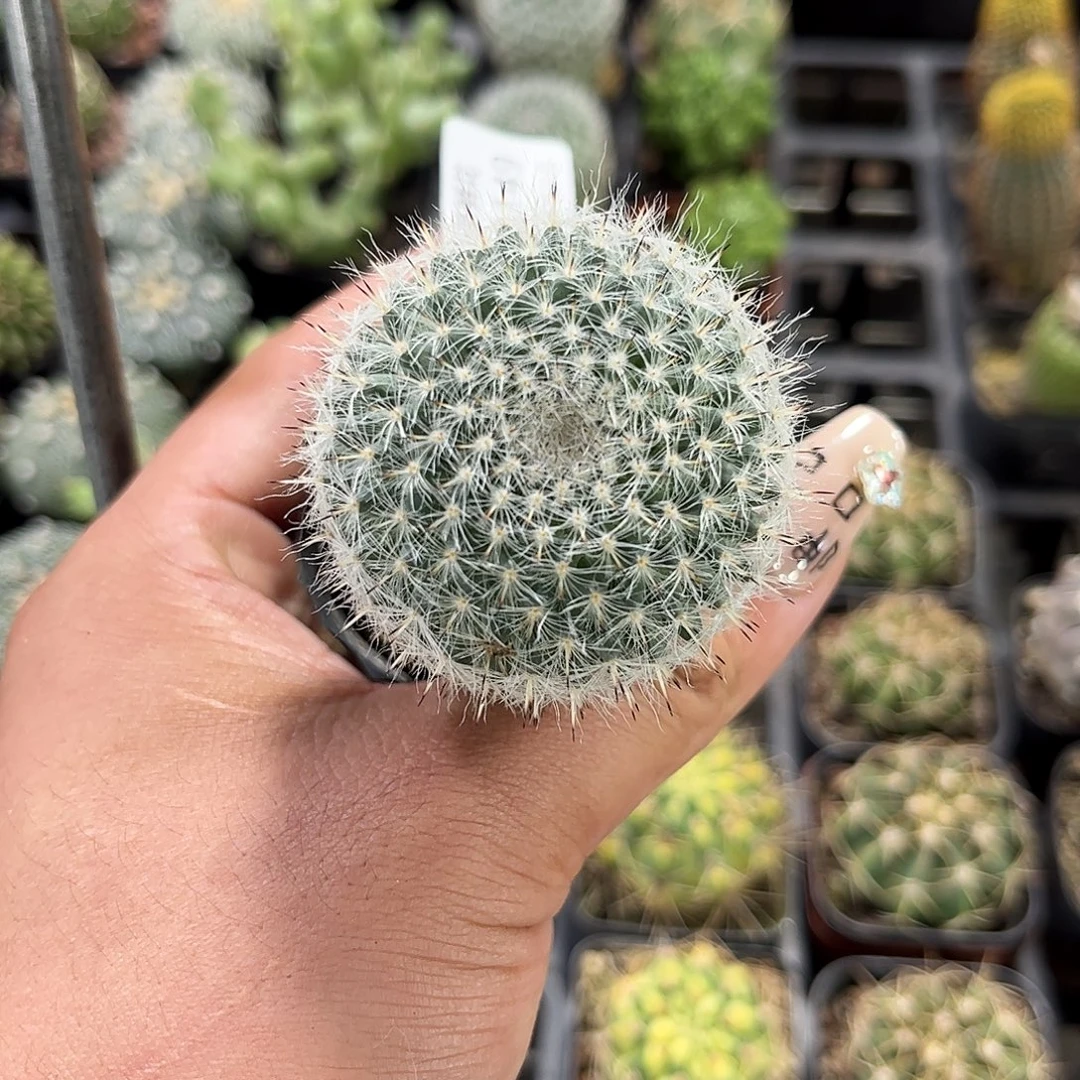 玉翁单头发货单头发