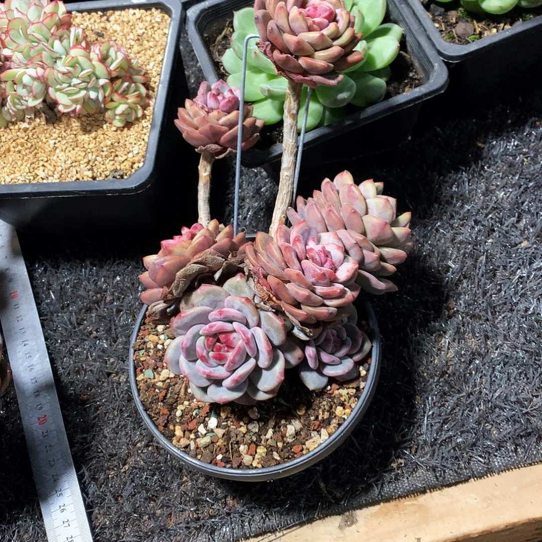 多肉植物多肉植物有哪些区别