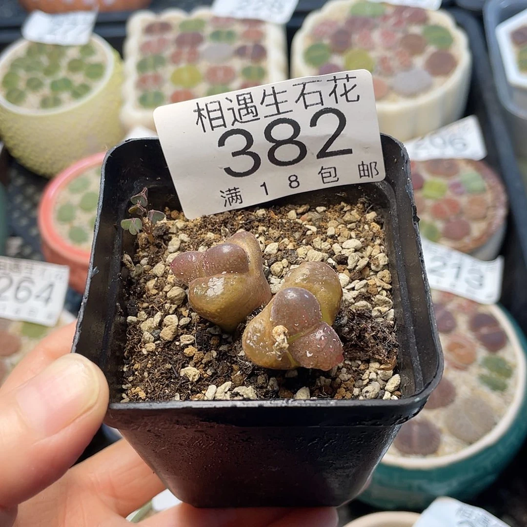 相遇开播福利382