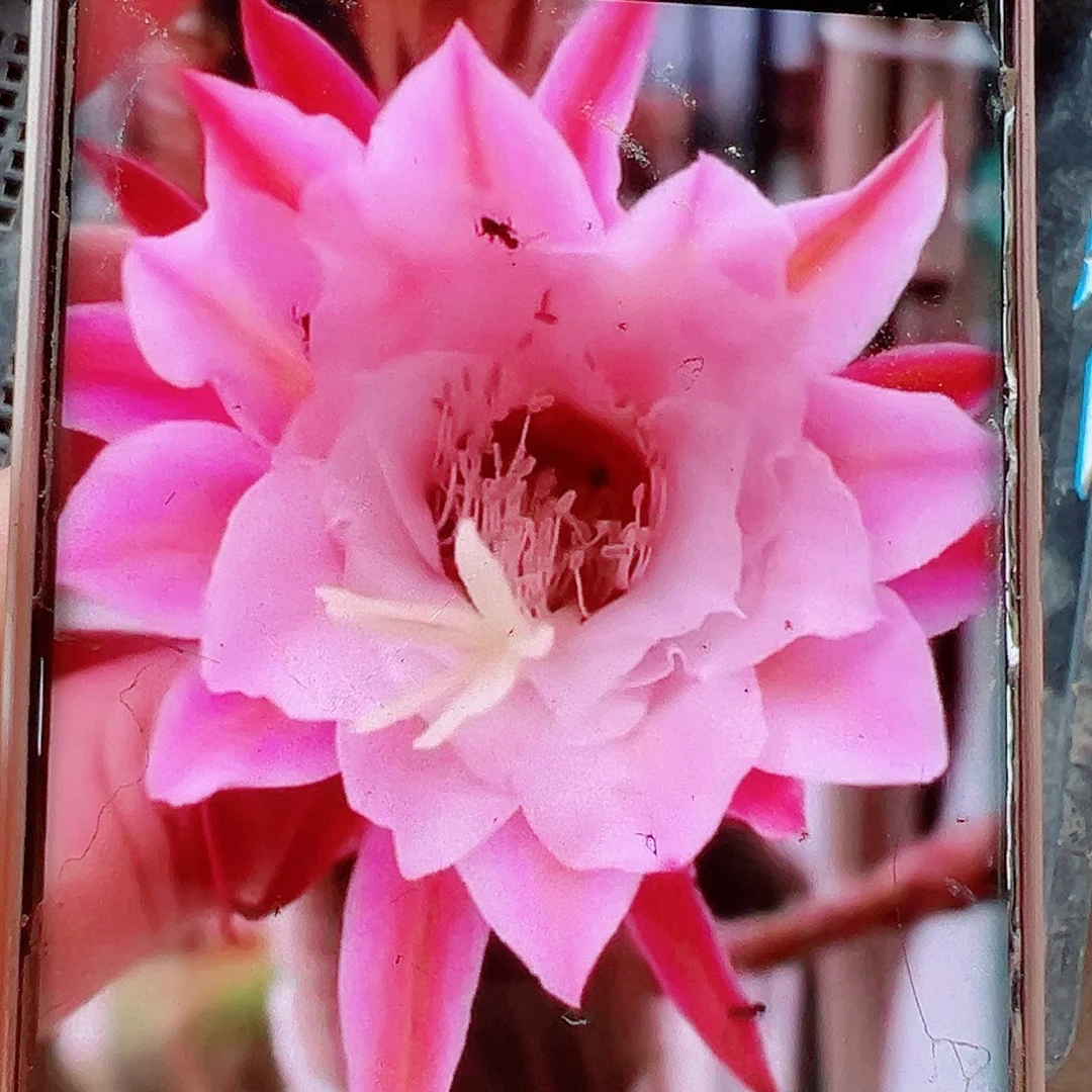 金妞奇迹侧芽 20公分 20 包邮