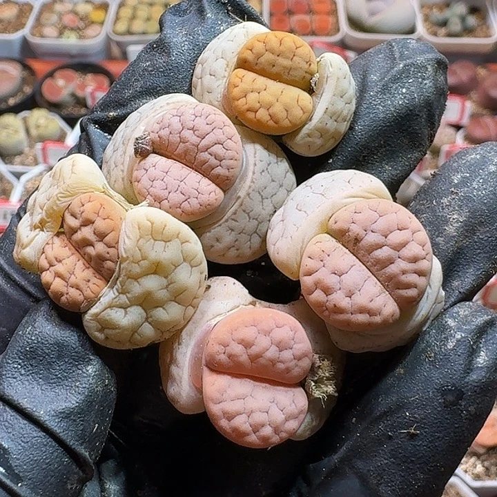 生石花223333。  73