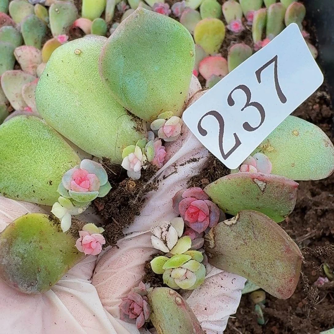 多肉植物多肉植物237
