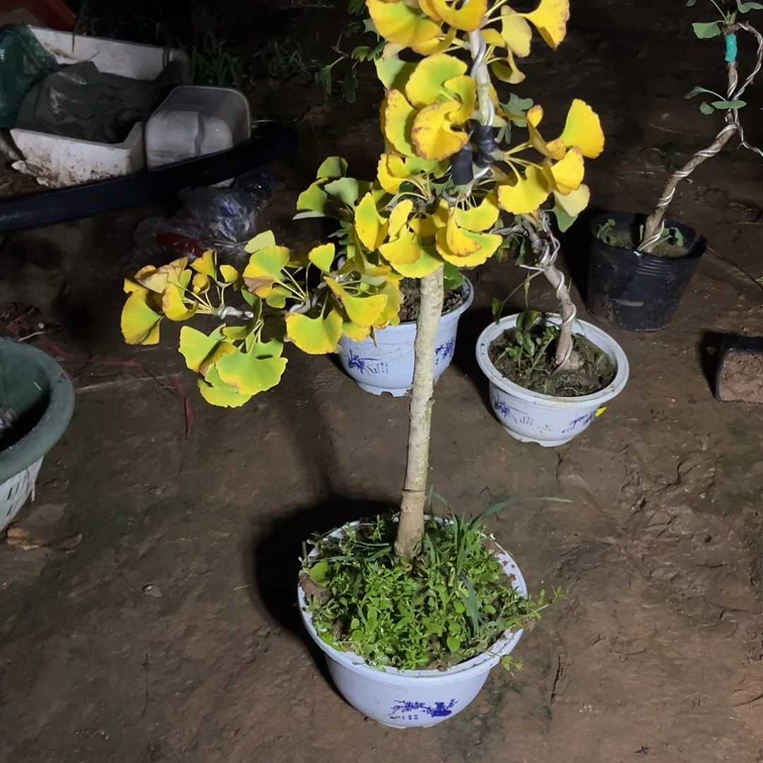 完全开放银杏盆景绿植