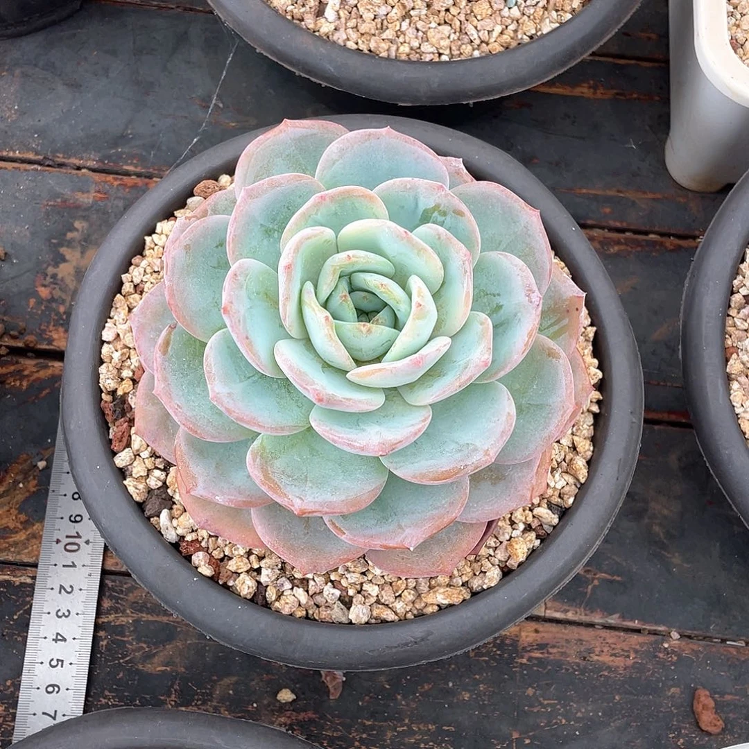 热***面多肉植物一物一拍