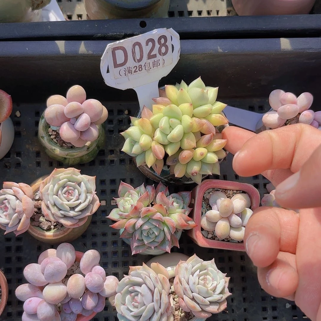 薇*凉D028黄金想呀一物一拍