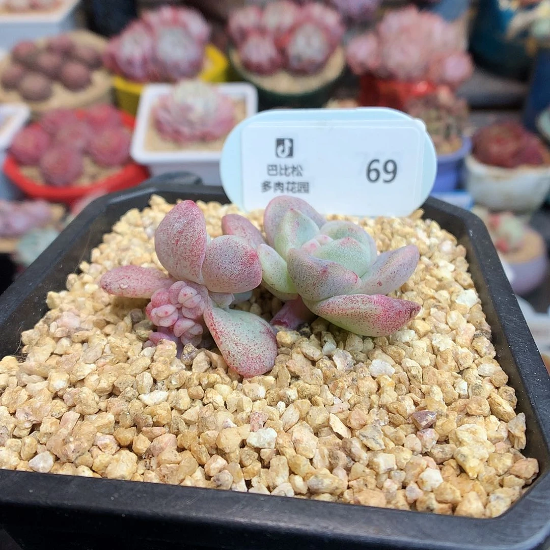 遇**C69 冰玉石化多肉