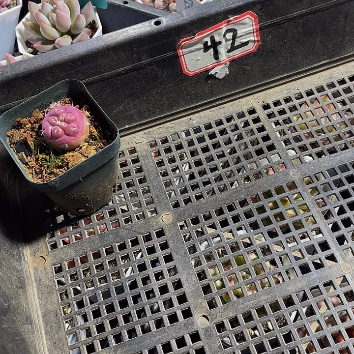 小***幺42号筐带盆土发货