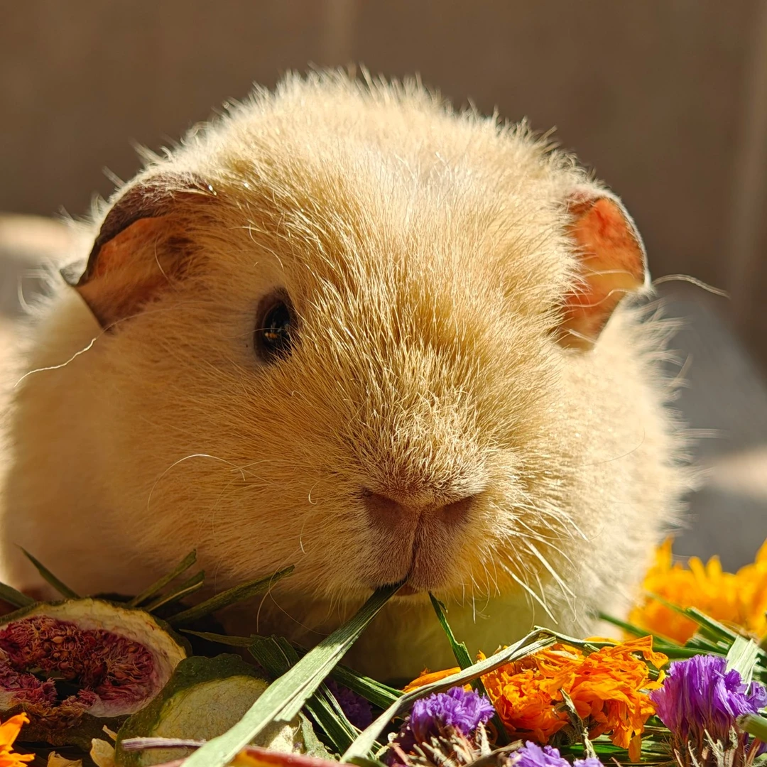 兔子荷兰猪龙猫保健果蔬花草包｜拌粮搭档｜美毛维C保护肠胃