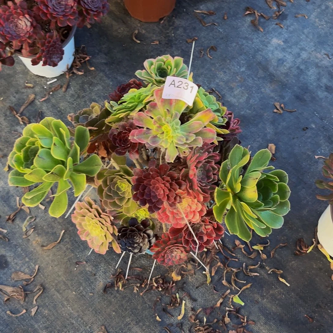 巧***芙无花朵嫁接法师多肉植物231
