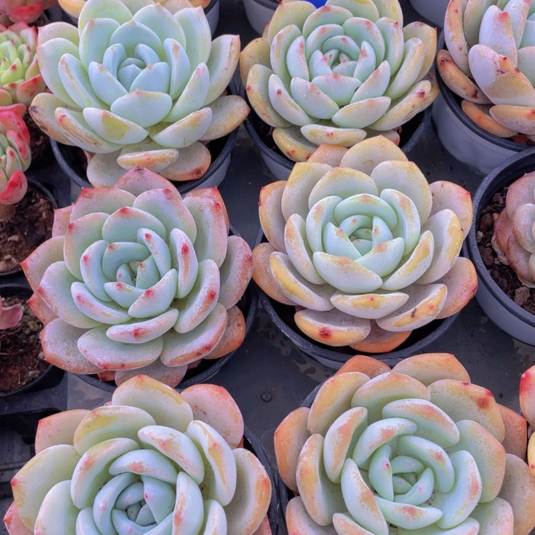 655号宽叶凤橙单头一个