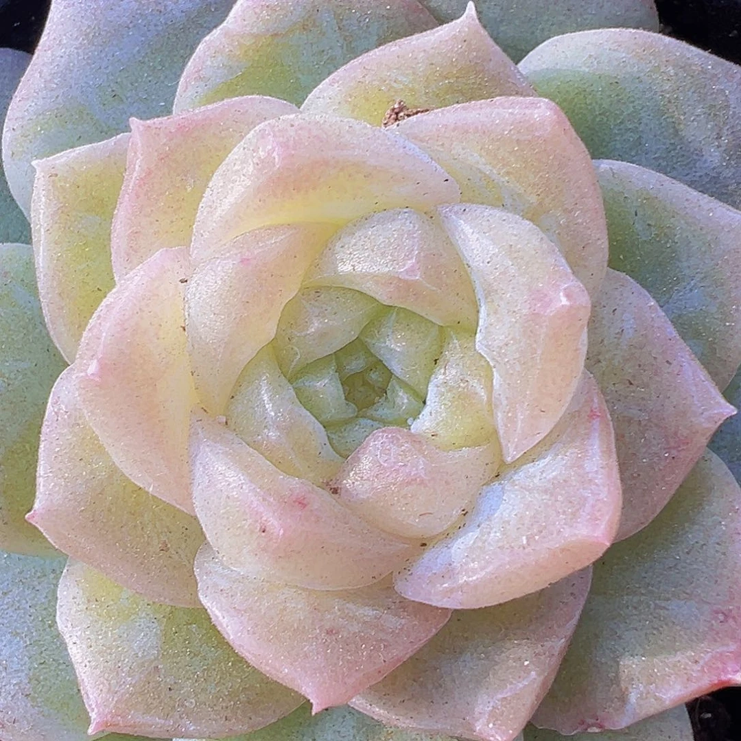 冰心泡影19包邮多肉植物