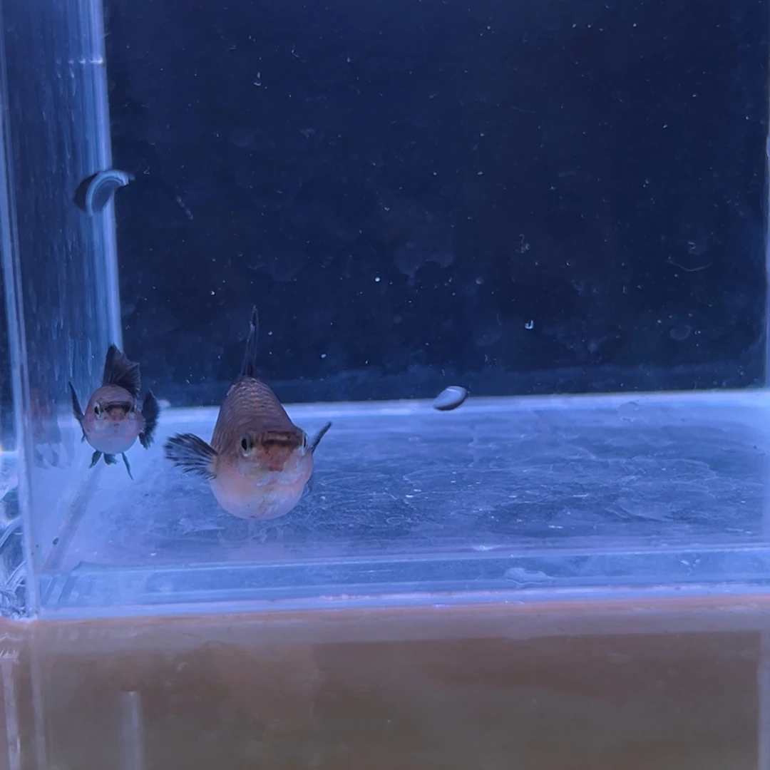 孔雀鱼黑玫瑰一对