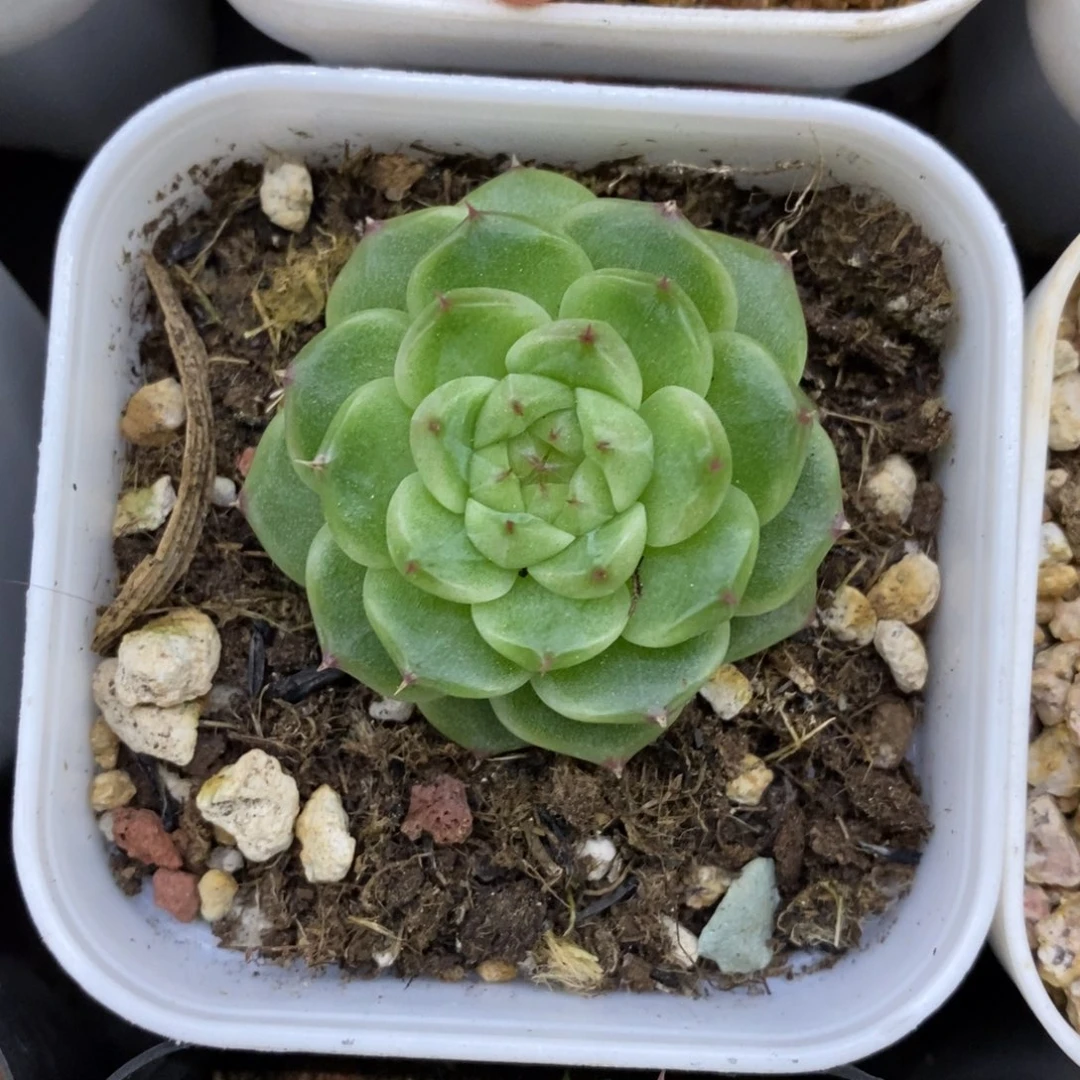 精品多肉一物一拍不包整275