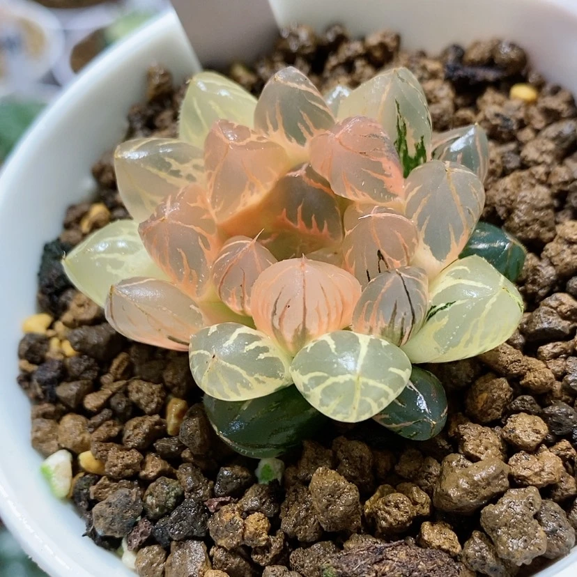 【闪购商品】36日出玉露锦