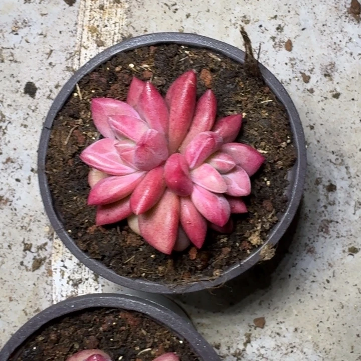 赫菲斯托 双头 一物一拍