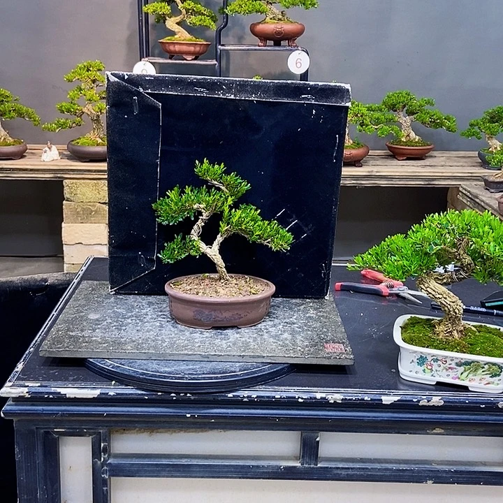 黄杨盆景四季常青不落叶