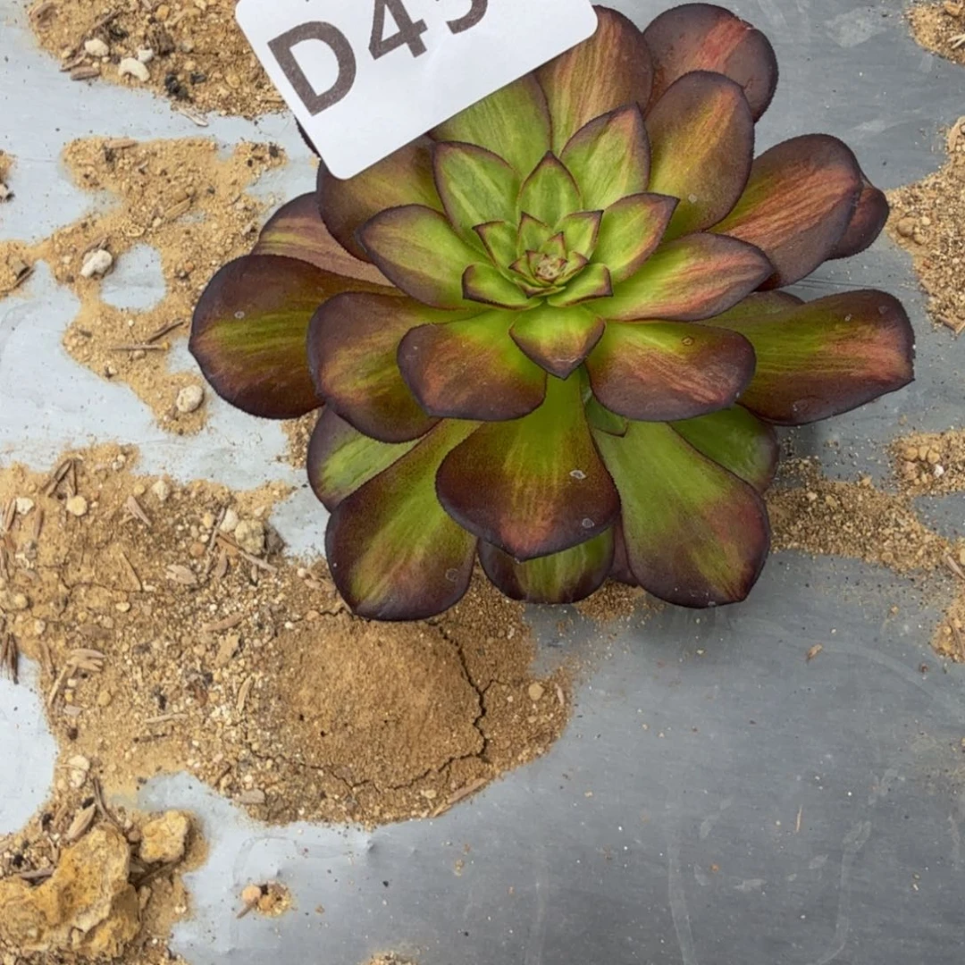 458，锦鲤到秋天。 多肉植物