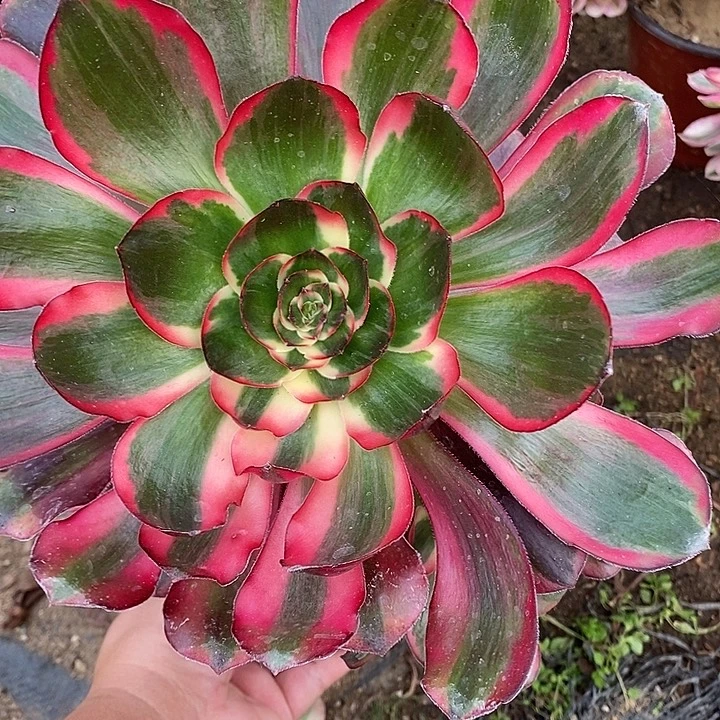 ，多肉植物巫毒超白661多肉