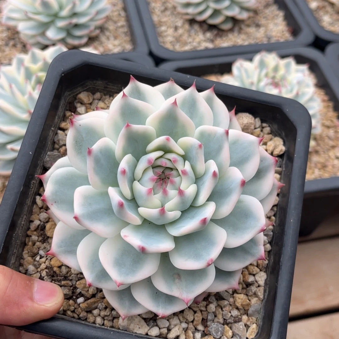 吉娃娃锦母本一物一拍不支持退换