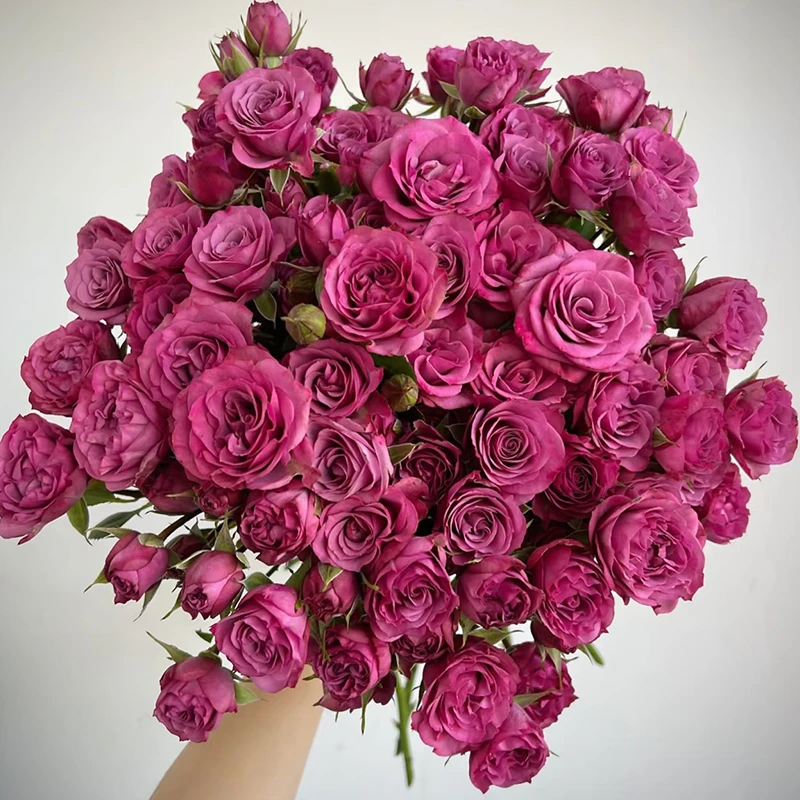 【暗夜魅影】多头【4单包邮顺丰空运部分地区走陆运具体以发货为准】