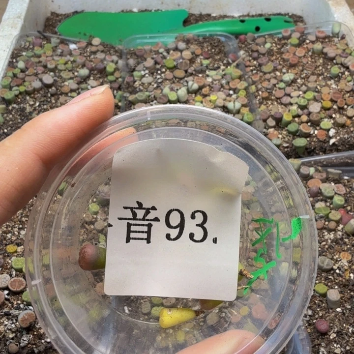****兒多肉植物的生长发育93