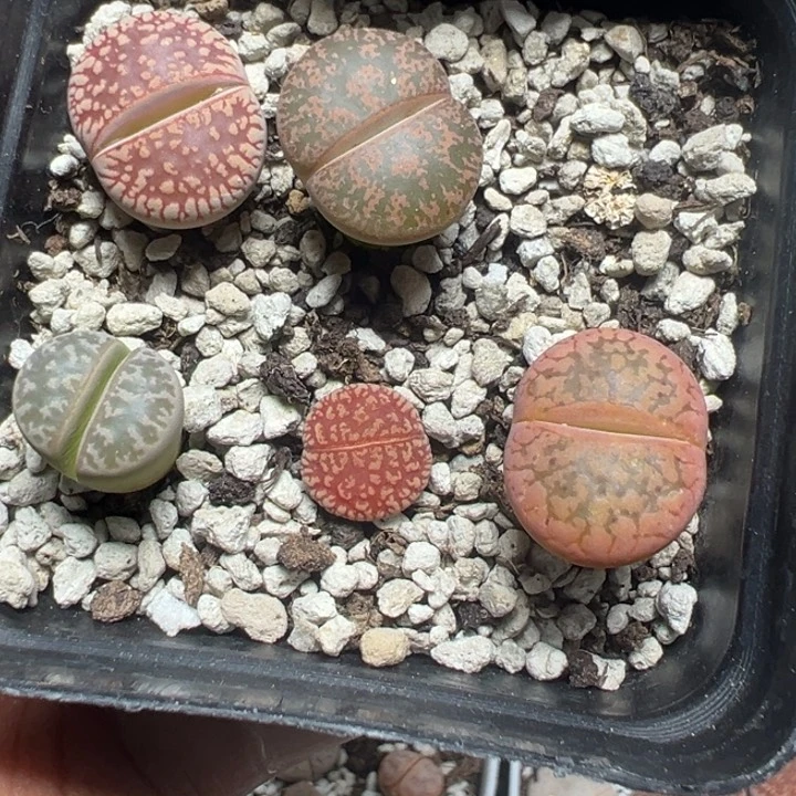 【闪购商品】 830。