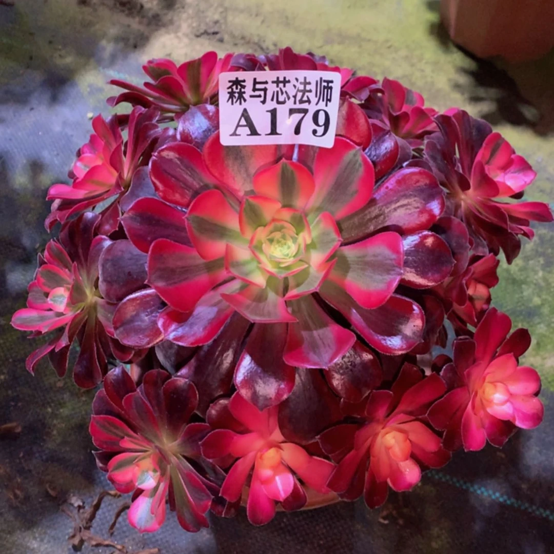 【闪购商品】179美杜莎