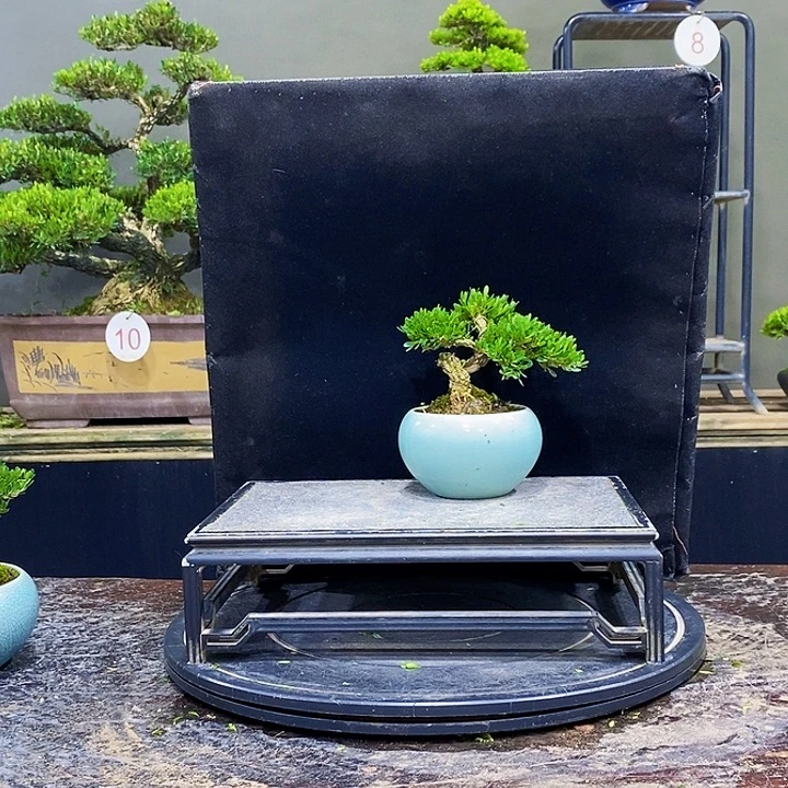无花朵M黄杨时间世界长期