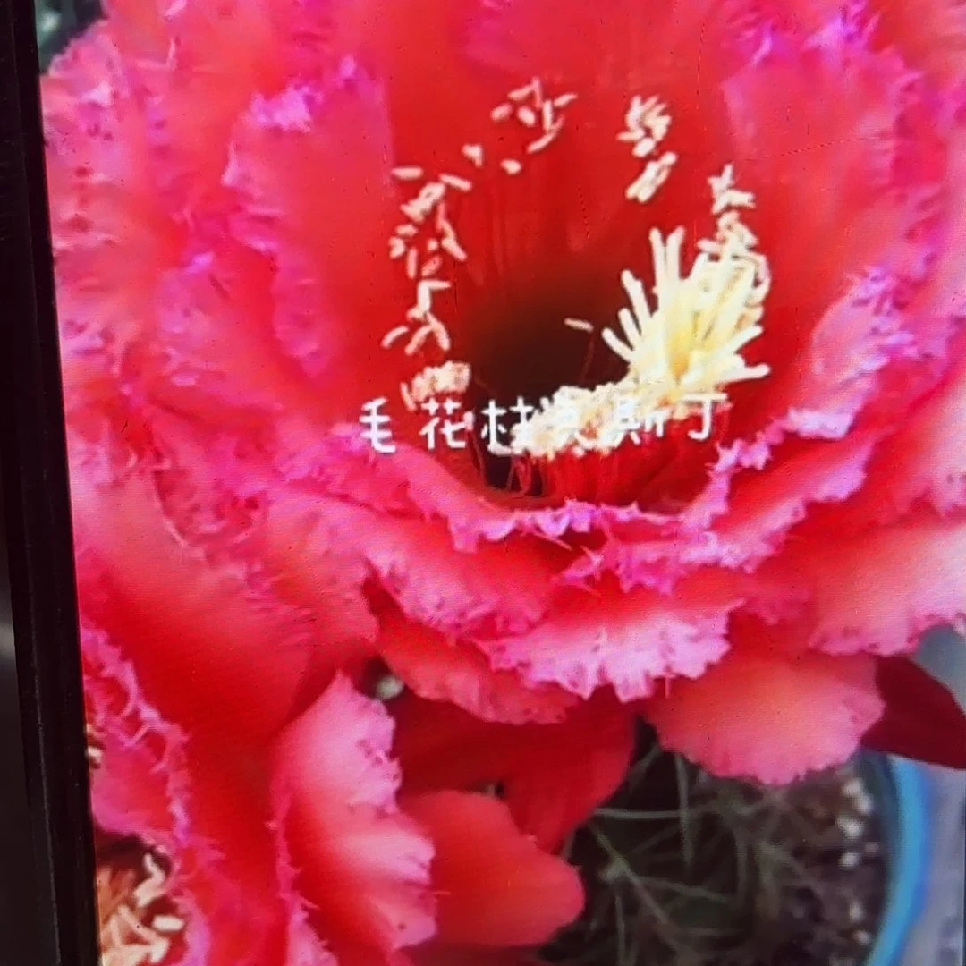 克斯丁毛侧牙20包邮6