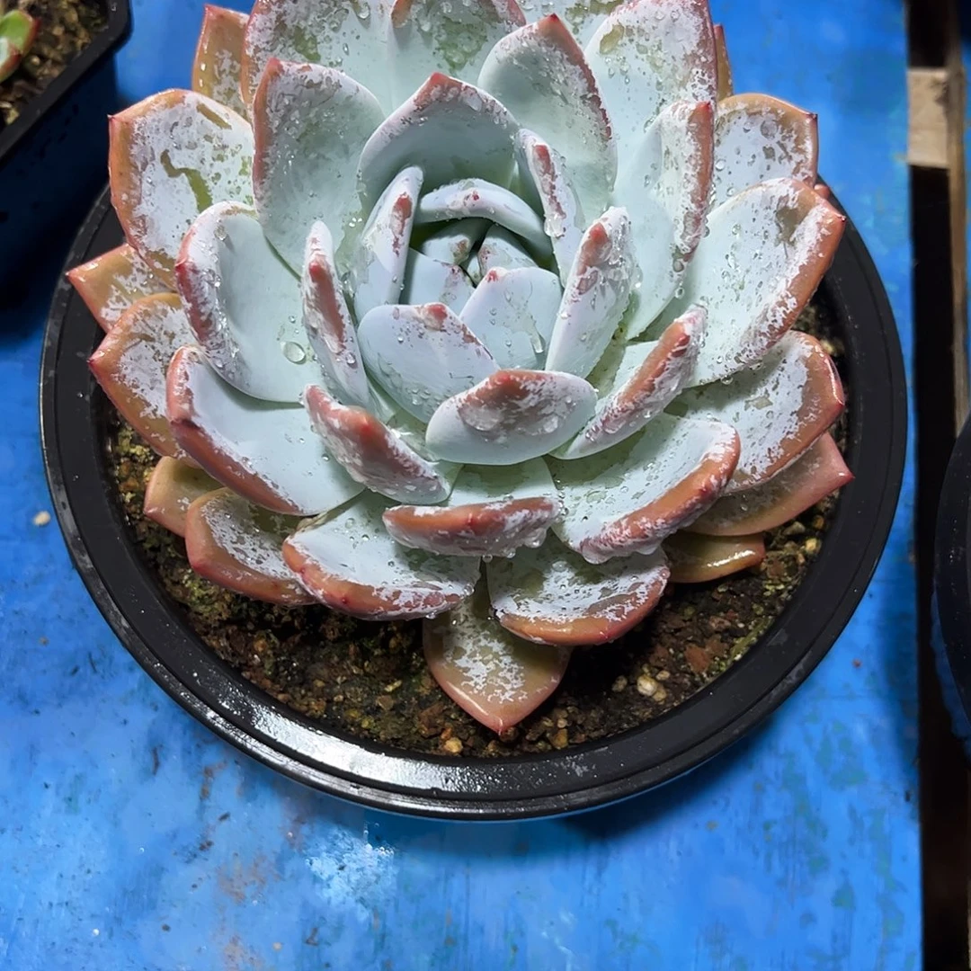 嫦娥大单多肉植物