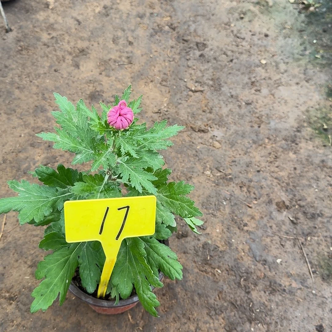 ****.大部分花苞少量开放17初姿