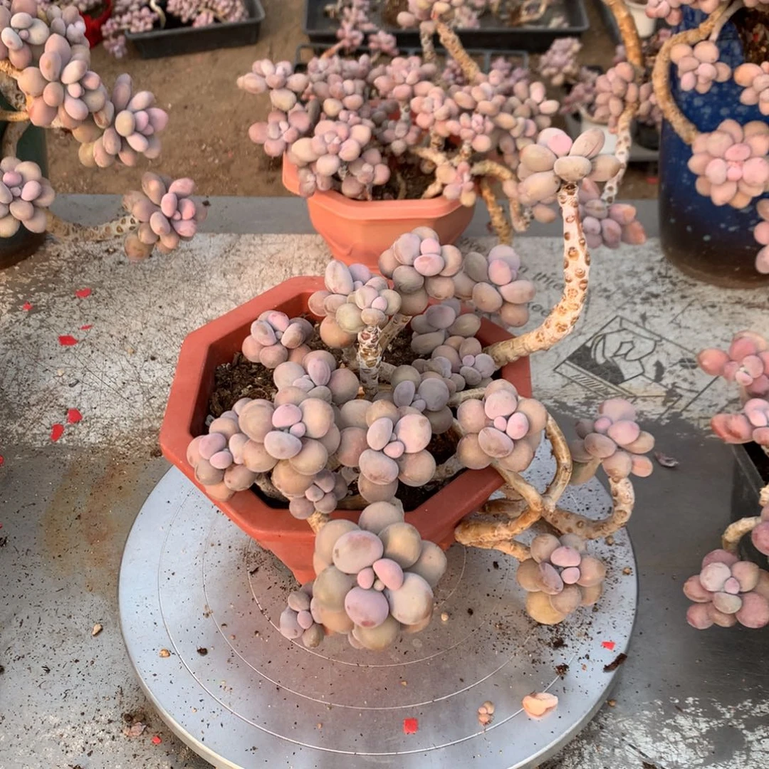 桃蛋老桩不带盆有瑕疵福利57号