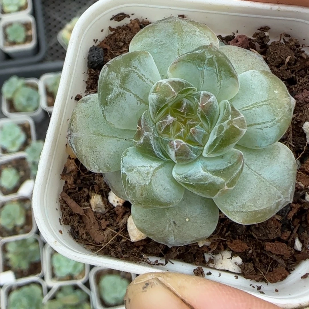 小卡拉米糖心一物一拍18-62