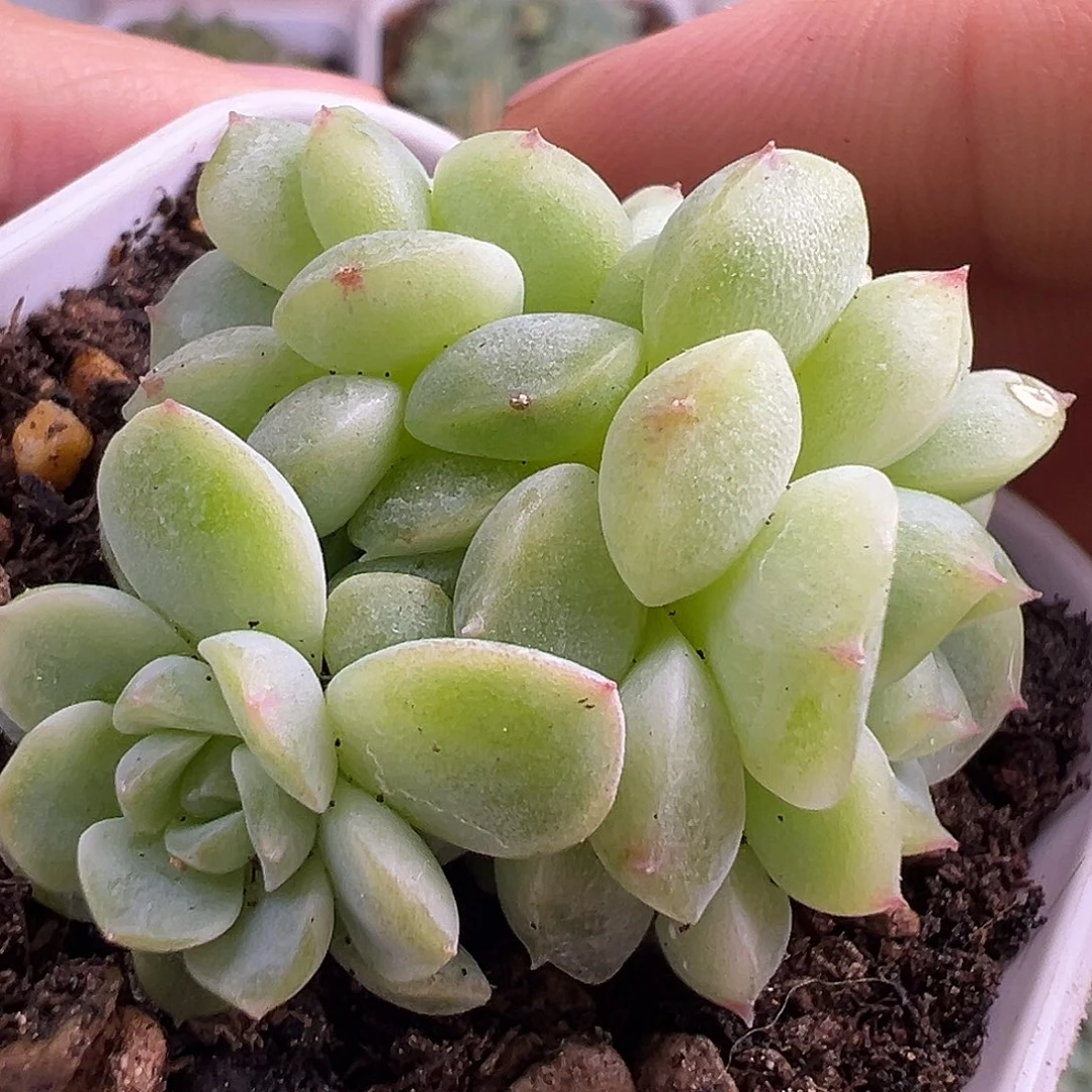 四头纸鸢甜心 下播福利