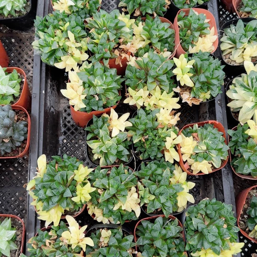 姬寿锦多肉植物一颗
