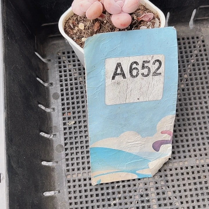 ?**头652密密麻麻密密麻麻
