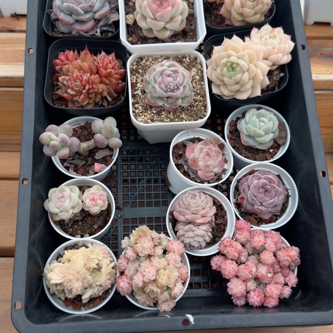 框拍框拍0224-03