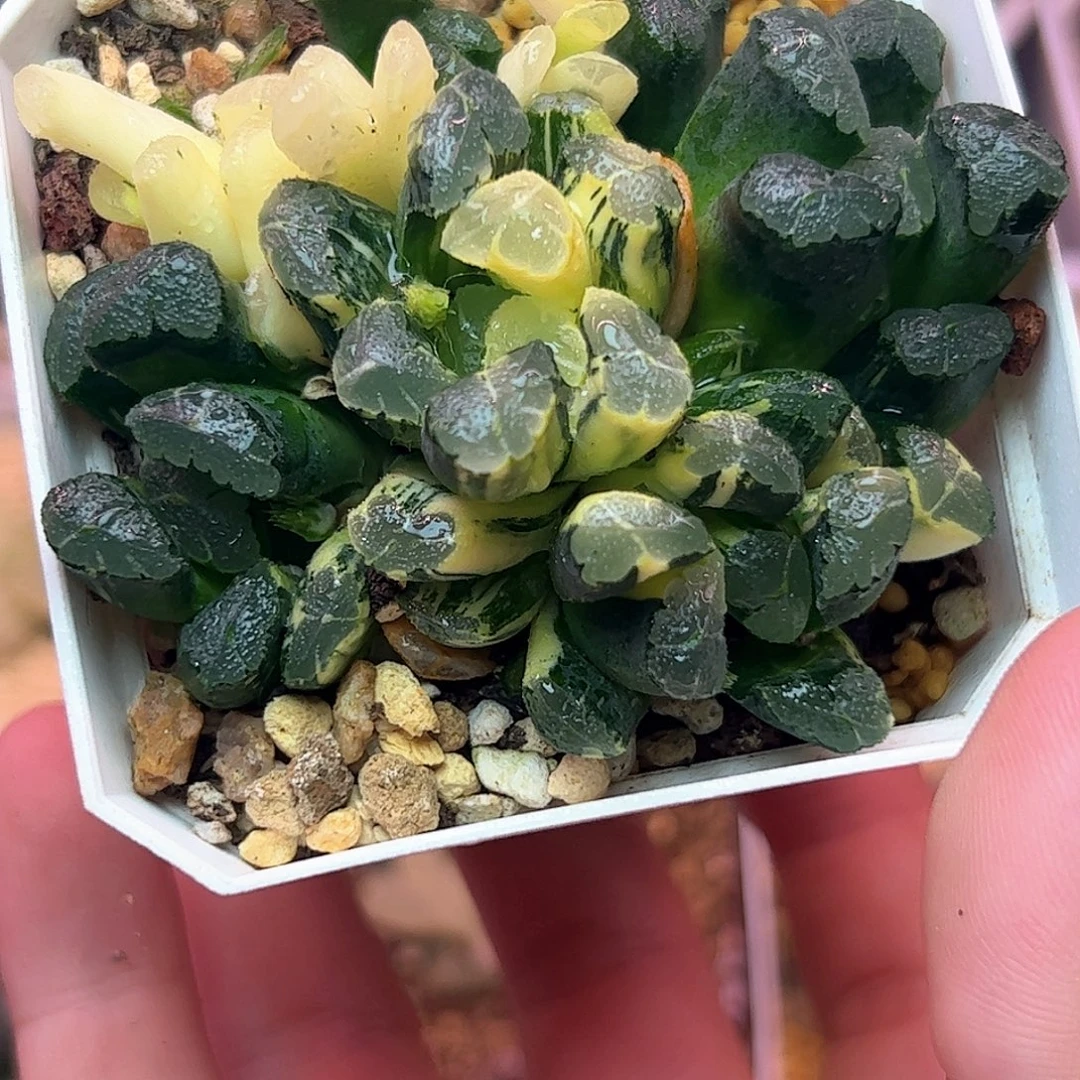 清万象群锦十二卷多肉植物