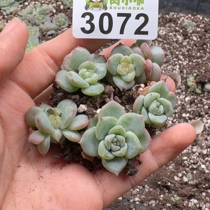 快***乐无花朵多肉植物多肉植物