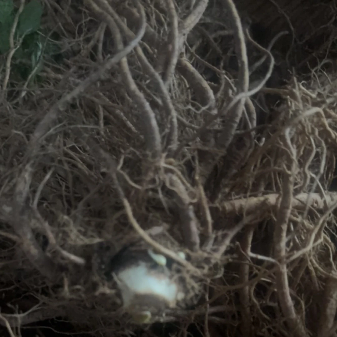 （走夷方现收）深山挖采-野当归