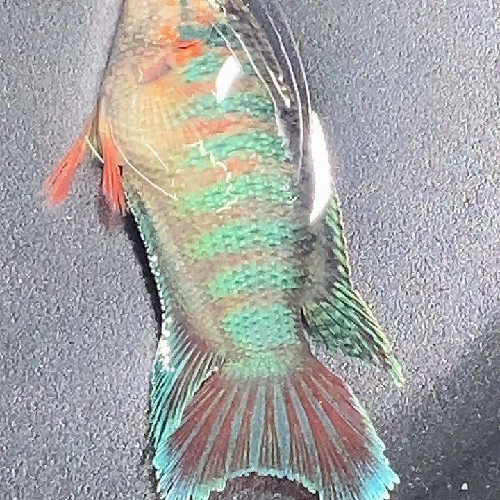 斗鱼改良普多胸针公鱼